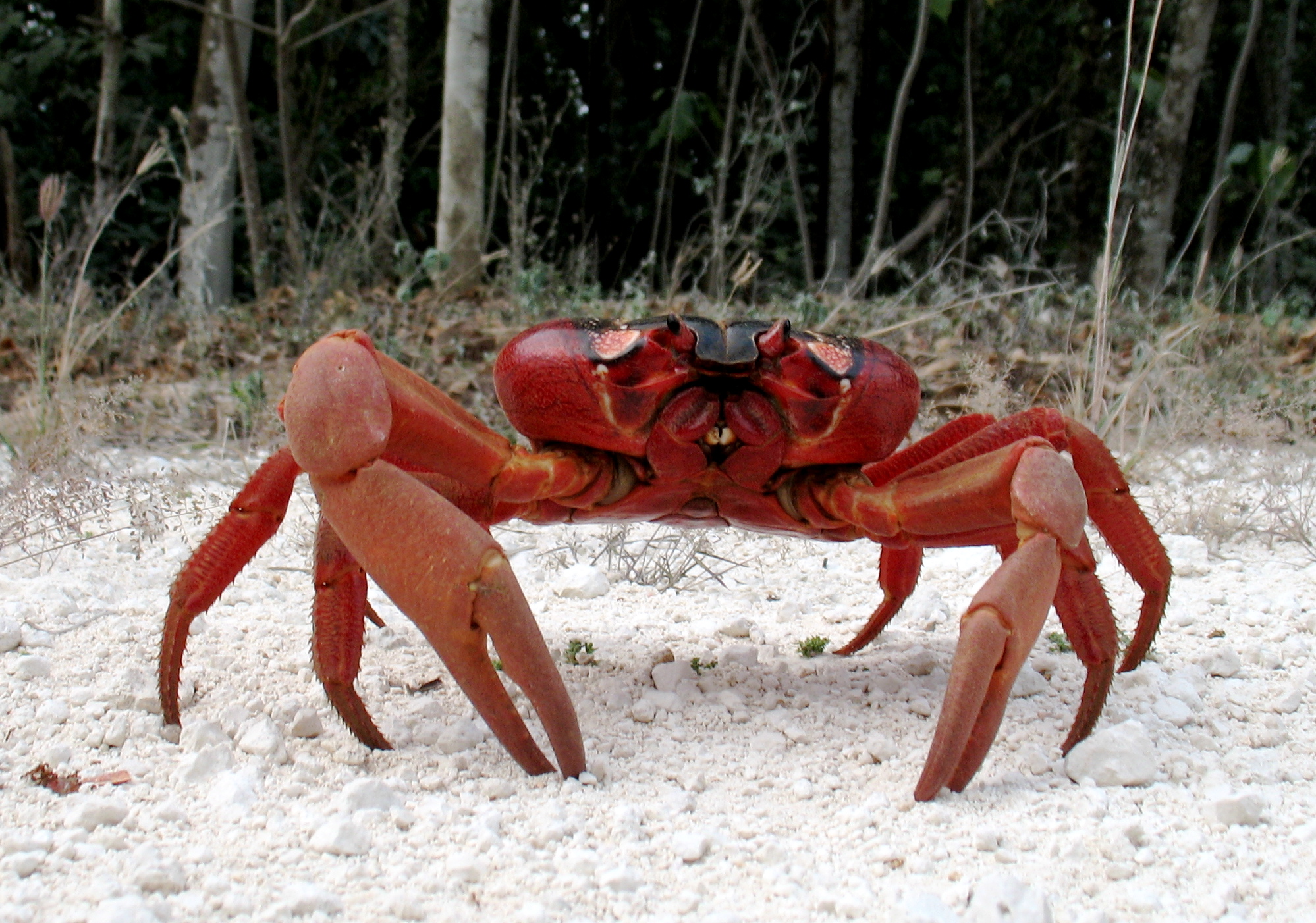 red crab