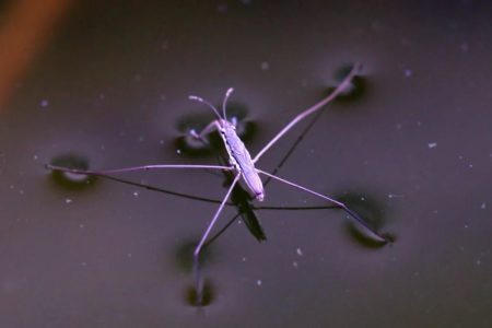 Water striders