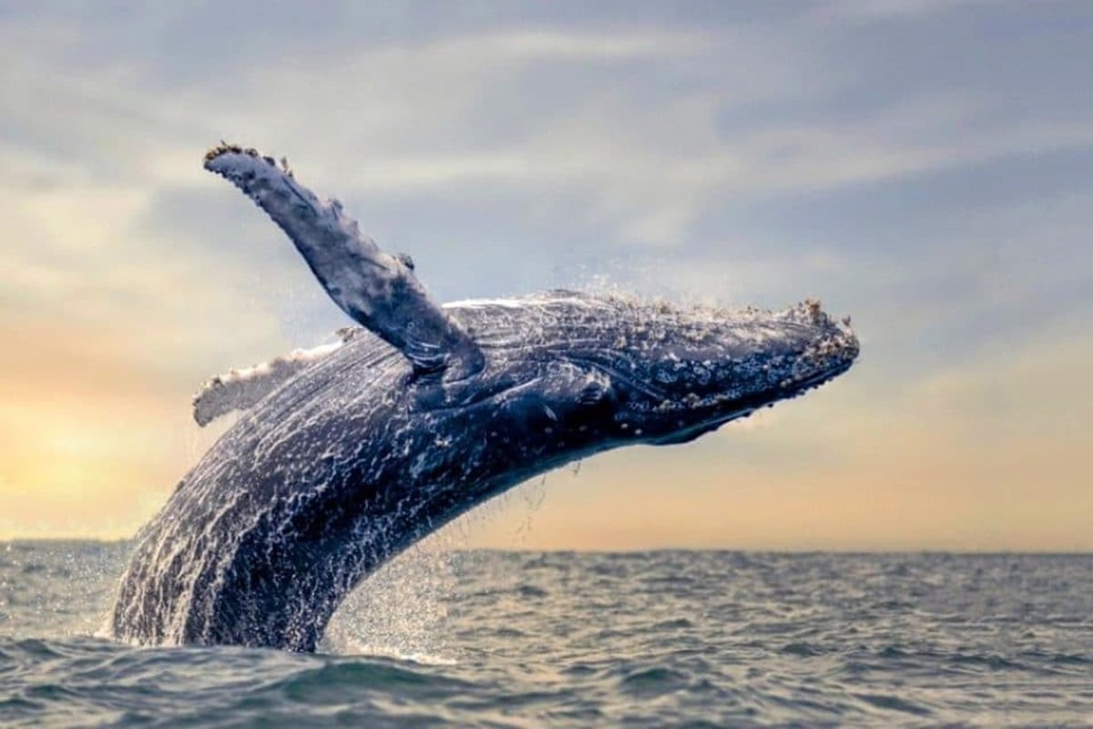 Humpback whales