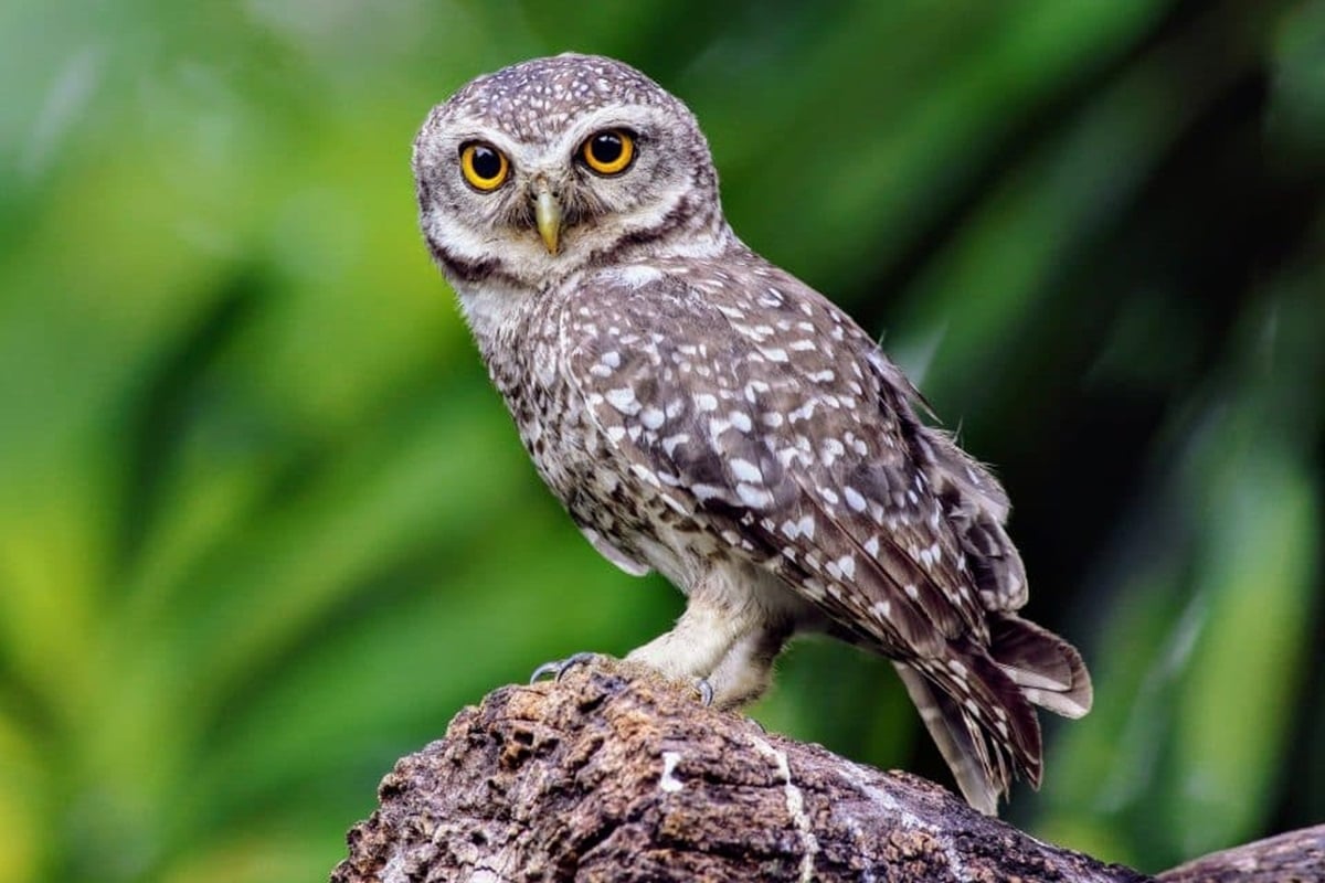 barred owls